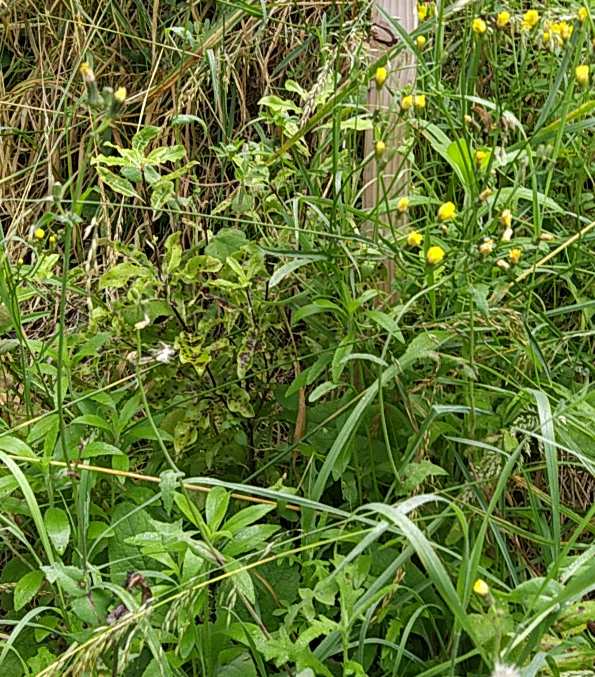 Picture of Pittosporum eugenioides (lemonwood) overrun with overgrowth