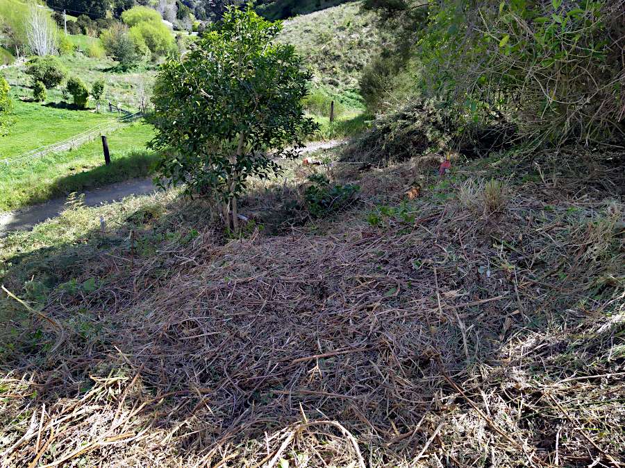 Picture looking across and down cut slope showing the abundance of cut old man's beard stems