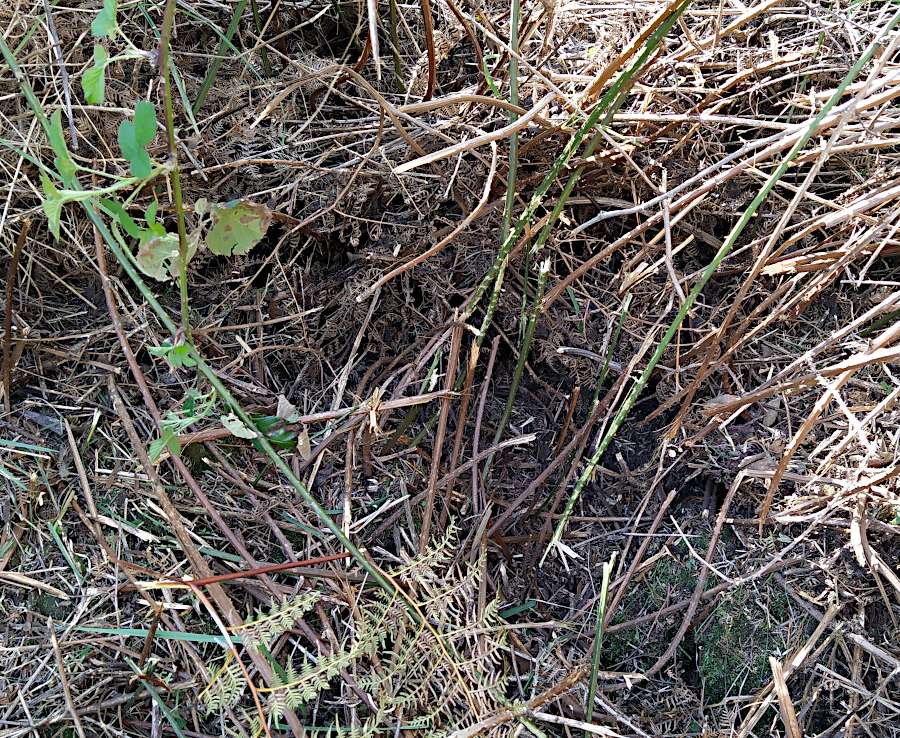 Closeup picture of uncut brush showing how thick it is