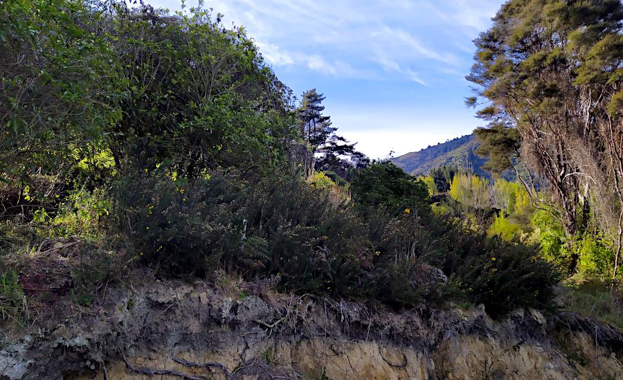 Picture of gorse along top of bank