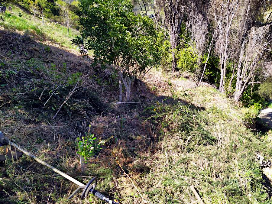 Picture of area near tree after scrub was cut