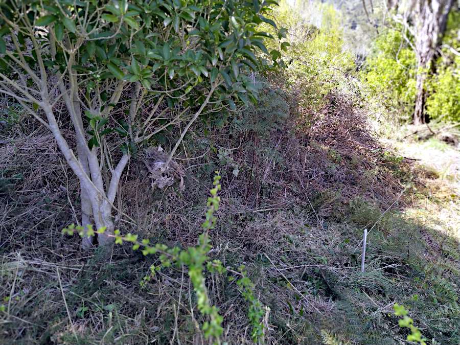 Picture of scrub near a tree before it was cut