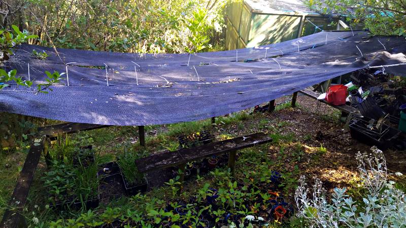 Extra shadecloth put over plants hardening-off area outside of shadehouse