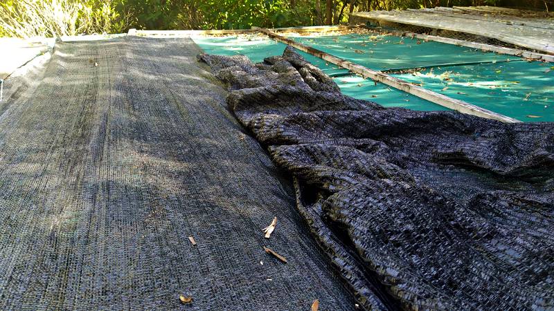 Extra shadecloth being put on roof of shadehouse