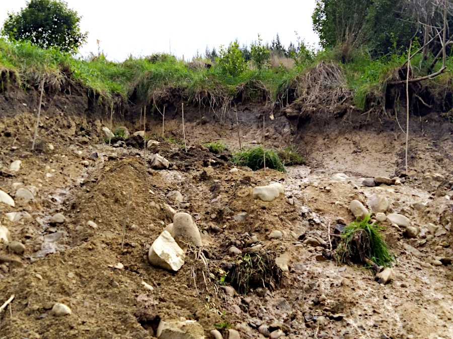 Picture of the top of the slip showing sapplings and soil profile