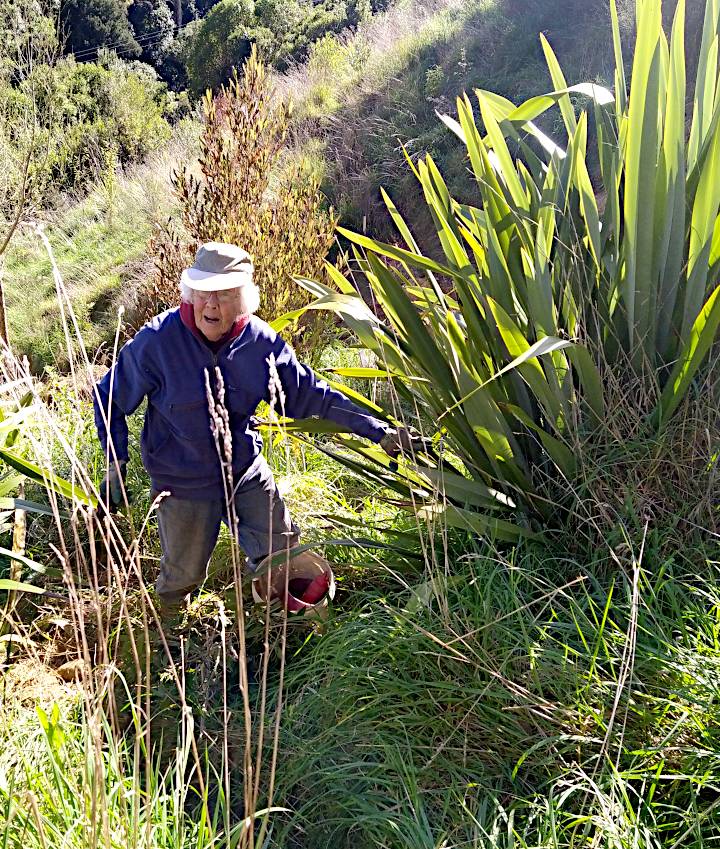 Gillian amongst the flaxes dealing to the weeds