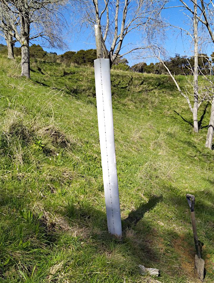 Poplar planted complete with plastic shield to protect against cattle browsing