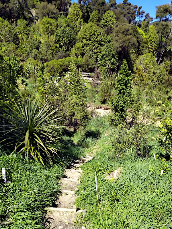 Looking from new steps across to picnic area