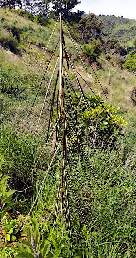 A juvenile lancewood