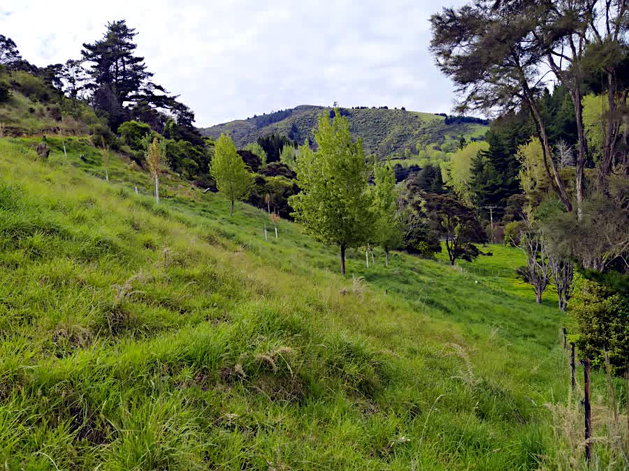 Pasture with Poplar trees to stabilise land