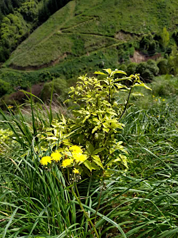 A pittosporum bush gowing through grass