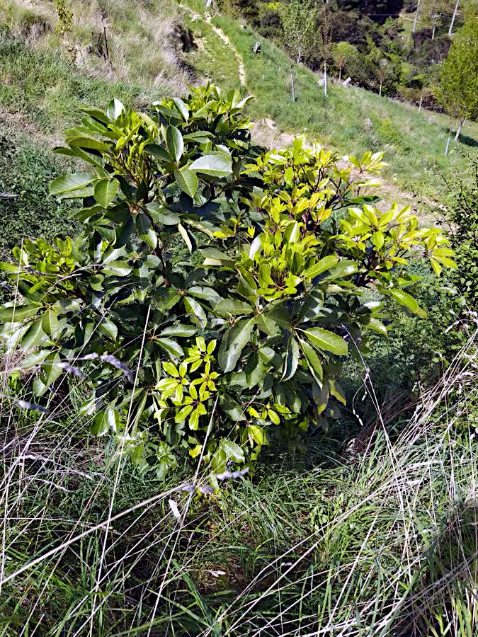 A pseudopanax growing amongst the grass