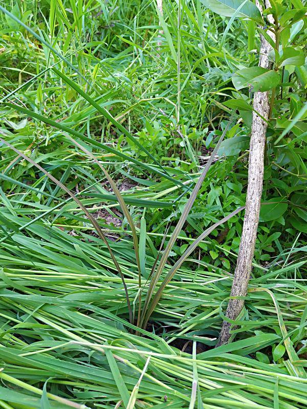 A young cabbage tree mulched with freshly cut grass