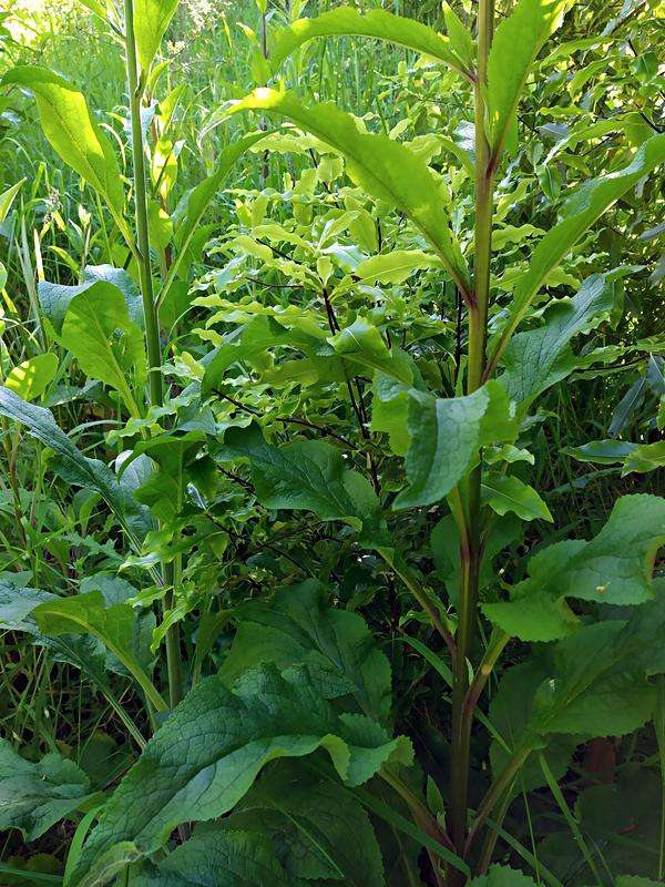 Foxgloves growing around pittosporum tree