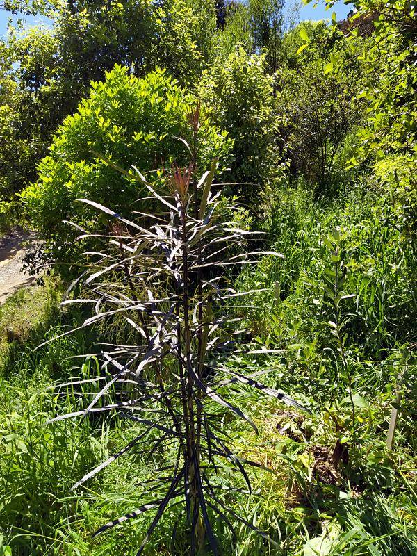 The lancewood is tall enough to not be smothered with grass