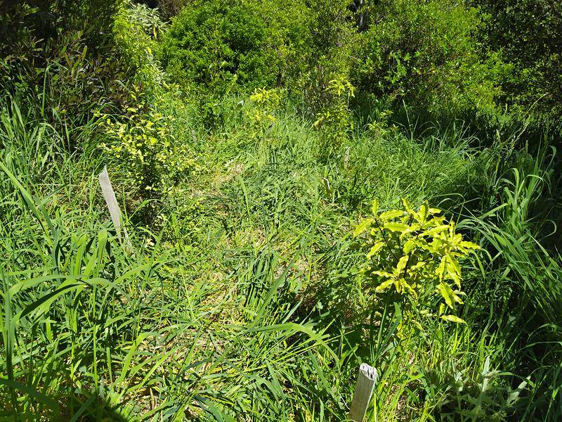 Trees are more visible once grass has been trampled around them