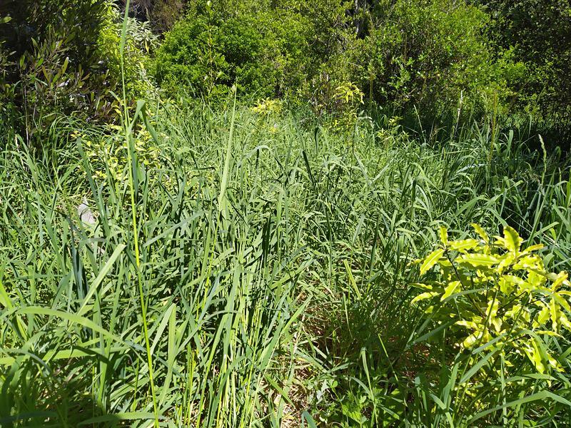 Trees growing amongst long grass