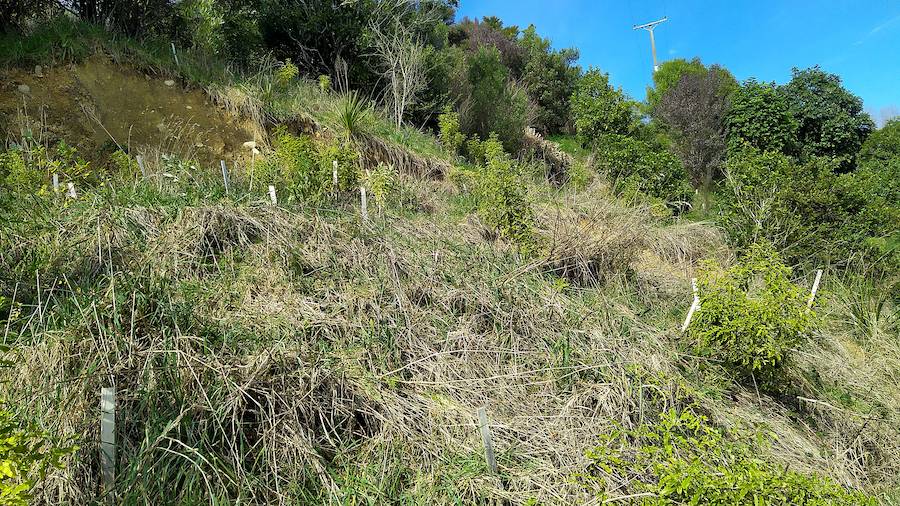 This patch has 'slumped' or collapsed down the slope