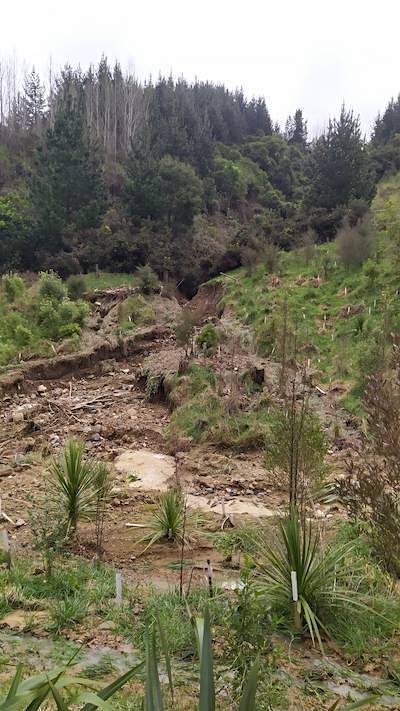 view from the picnic area showing a new stream that has cut through the tree plantings