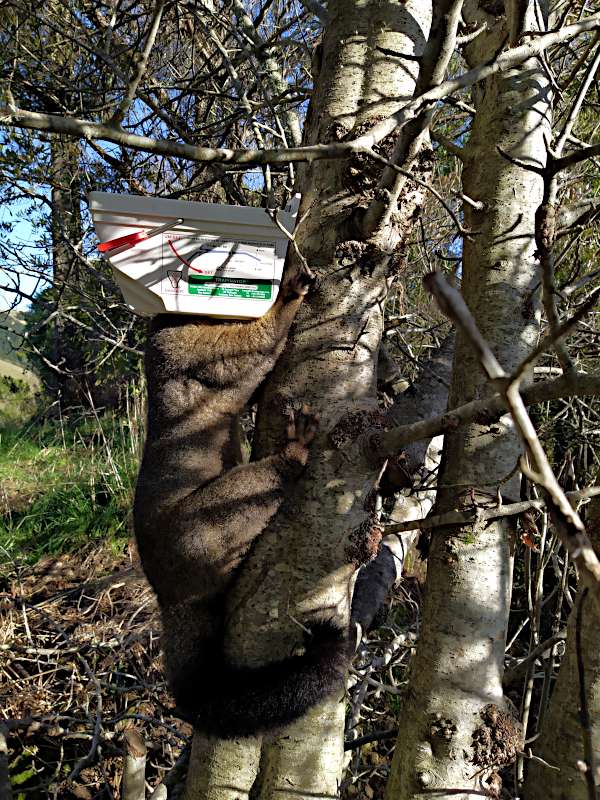 Picture of a possum in a trap