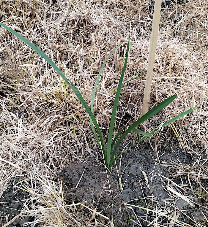 Flax plant newly planted