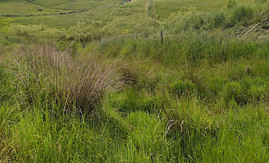 Looking down the wetland area