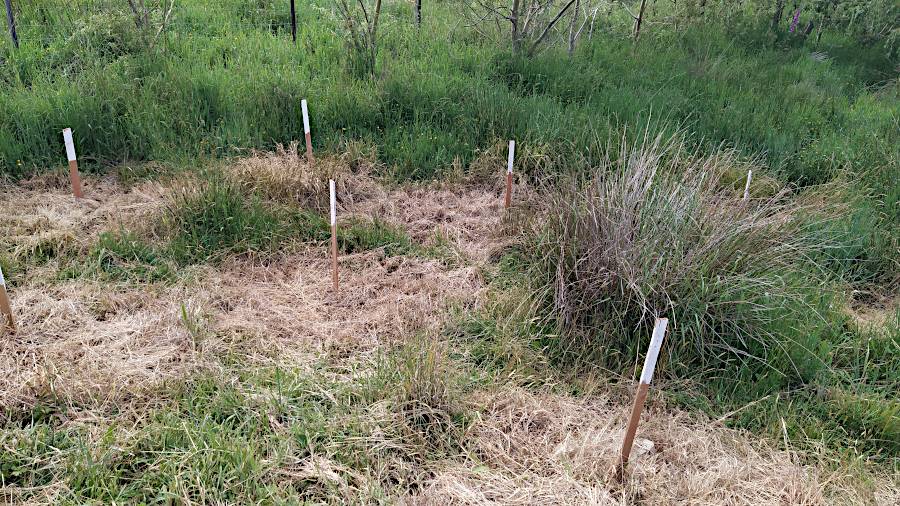 Grass has been sprayed with weed killer around the sticks so the plants do not have to compete with grasses for a start. The sticks indicate where a plant is to be planted and also they mark where the plant is when grass regrowth occurs.