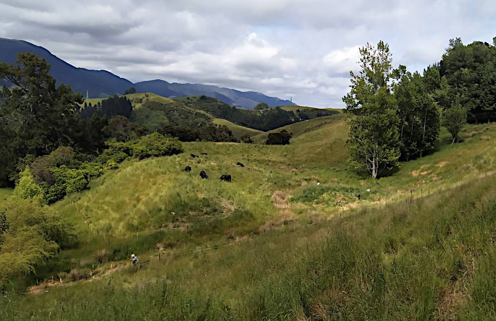 An overview of the whole wetland area