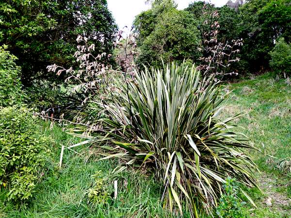 Flax bush