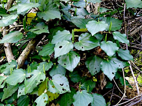 Closeup of kawakawa