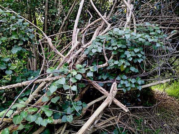 Spreading kawakawa