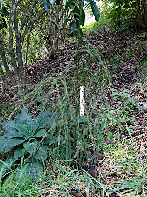 Young Rimu tree