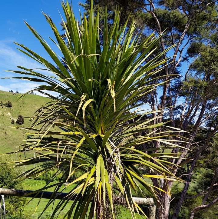 a cabbage tree with manukas in the background