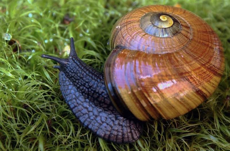 powelliphanta crawling on grass powelliphanta crawling on grass