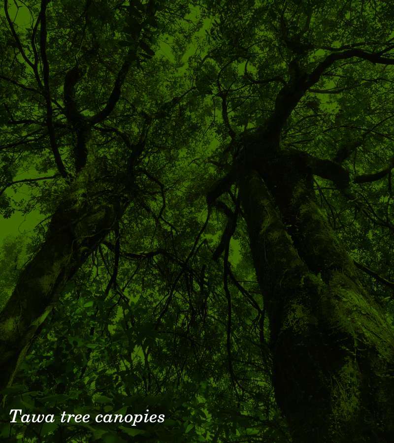 Green tinged image of tawa tree canopies